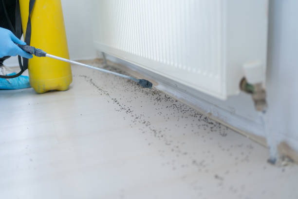 Best Flea Control Services  in Sharon Hill, PA
